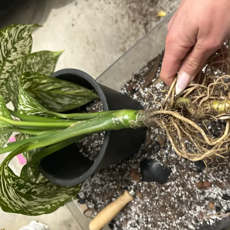 Overwatering And Root Rot