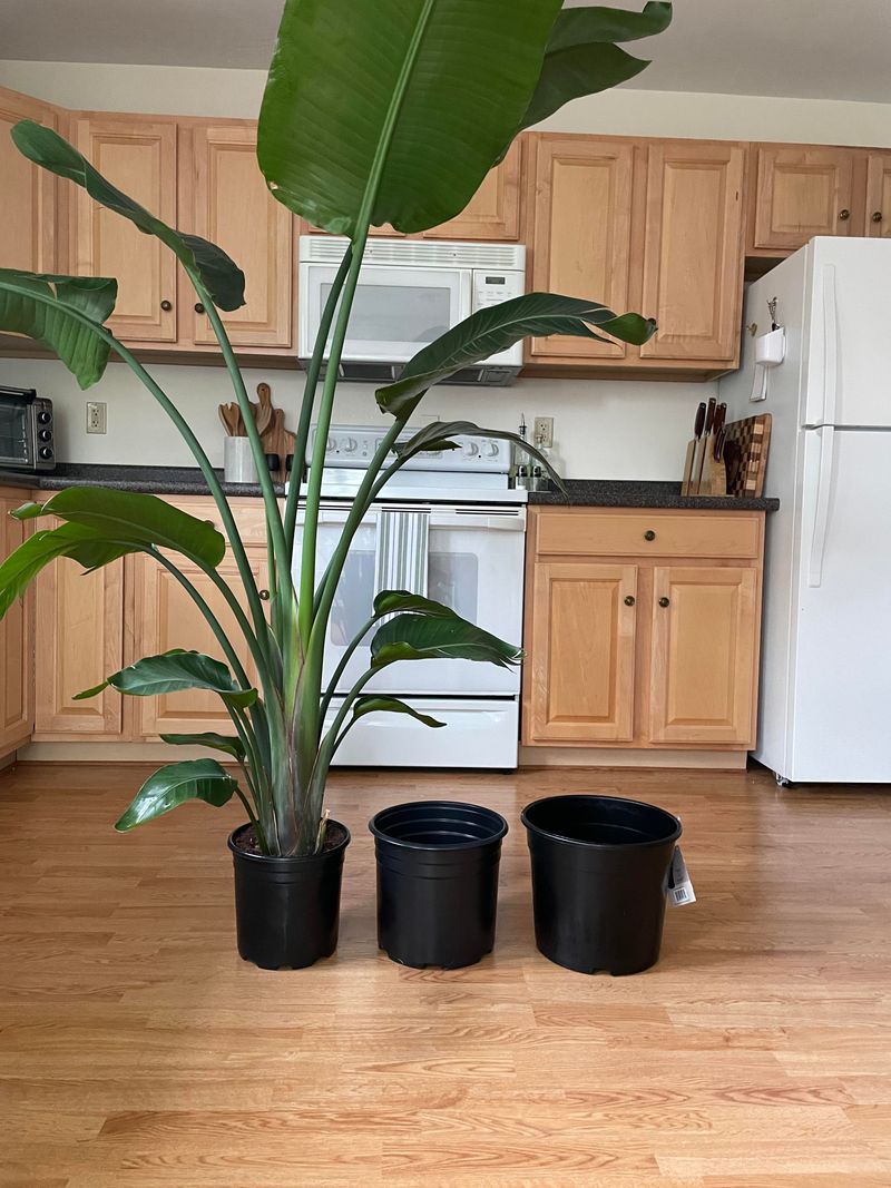 Large Pots Can Delay Flowering