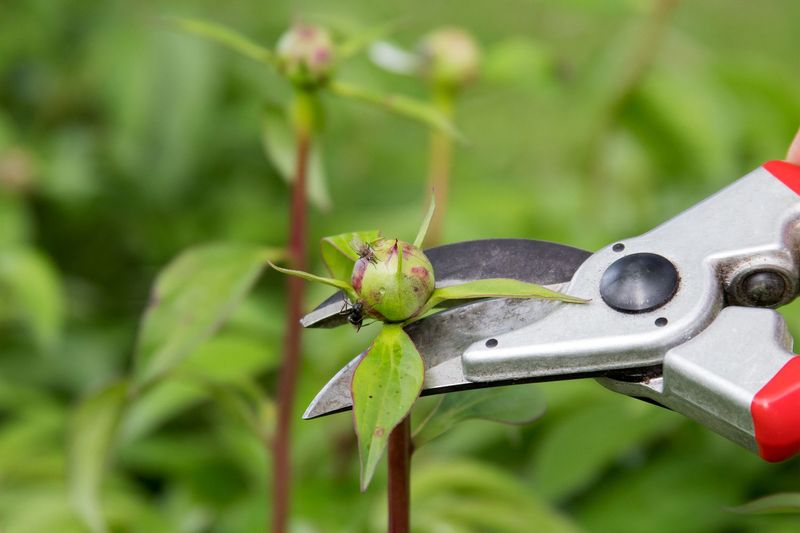 Cutting Back Too Early