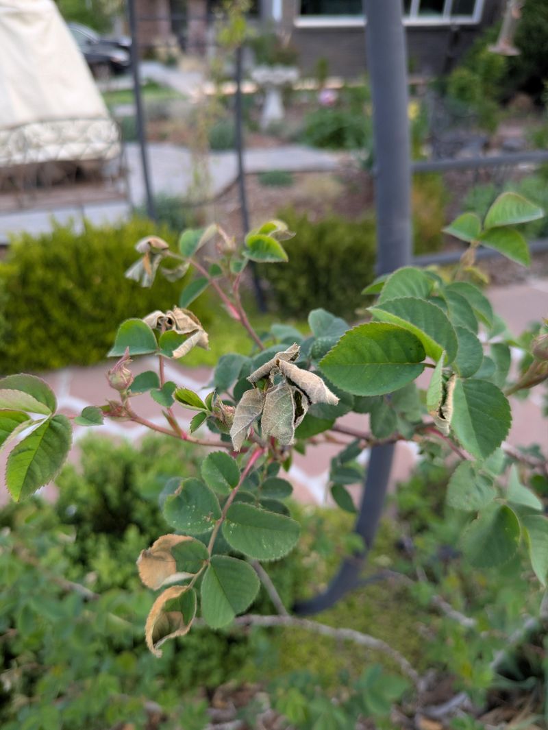 Overfeeding Weakens Your Roses