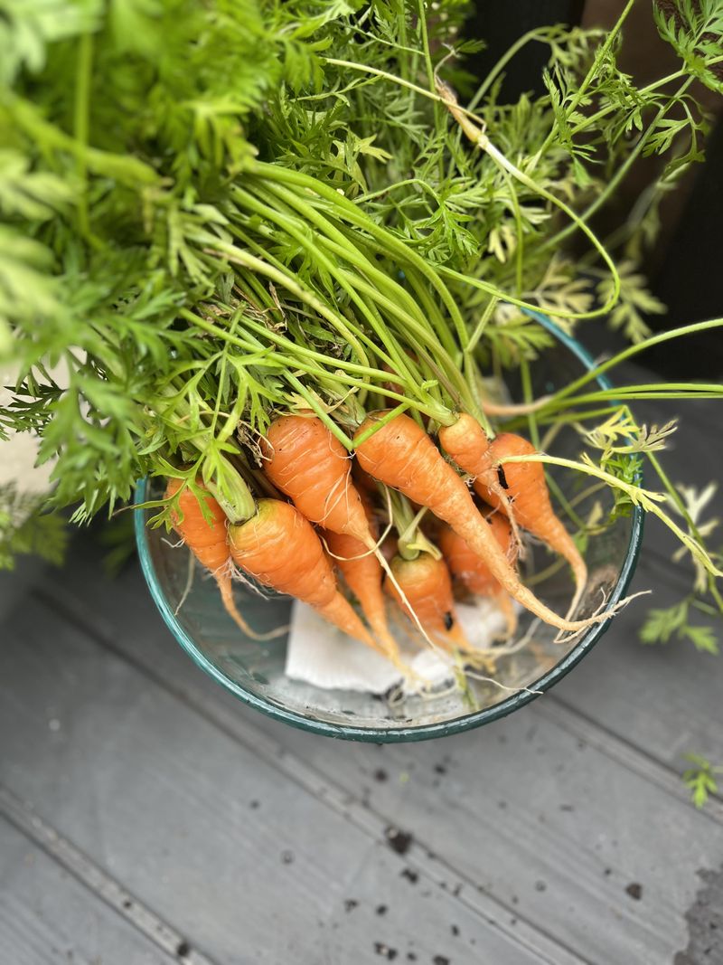 Wrong Carrot Varieties