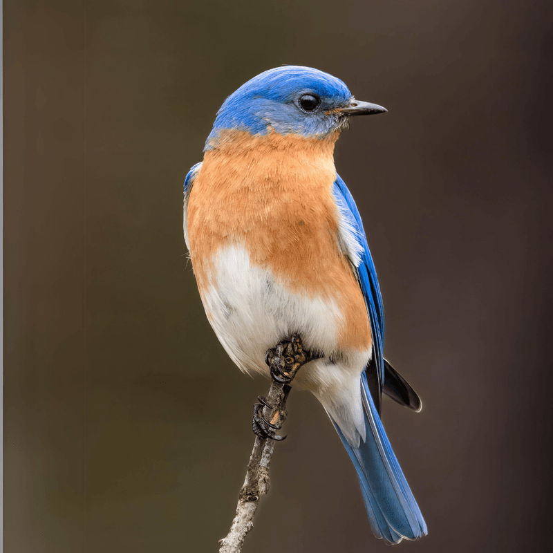 A Safer Yard Gives Bluebirds More Reason To Stay