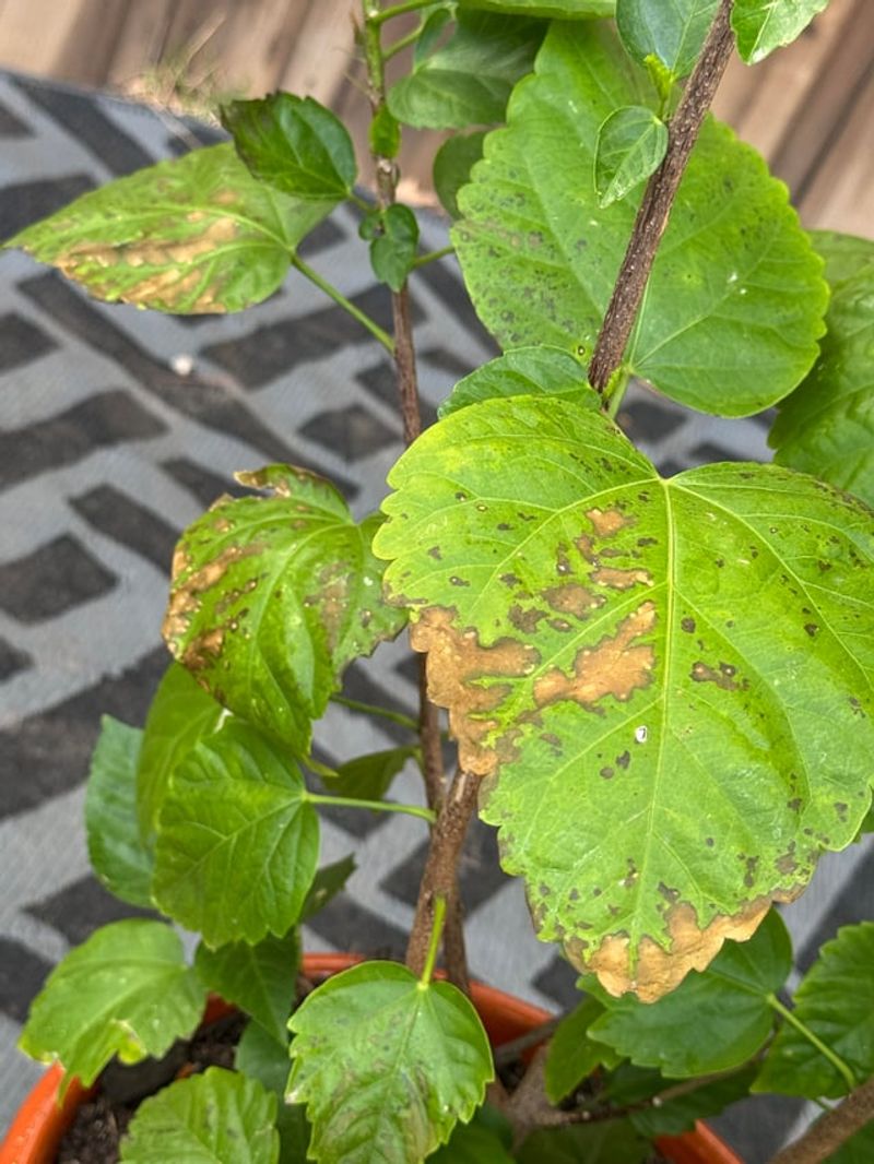 Harsh Afternoon Sun Can Scorch The Leaves