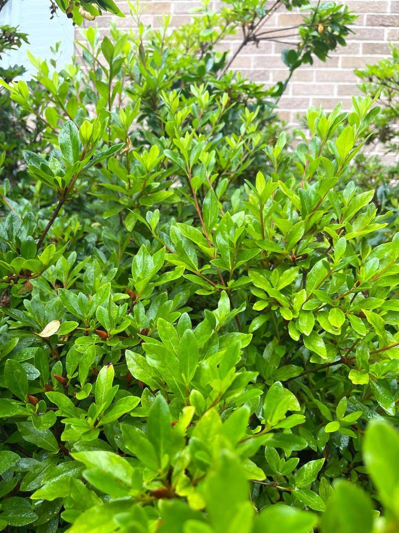 Excess Nitrogen Fertilizer Feeding Leaves Instead Of Flowers