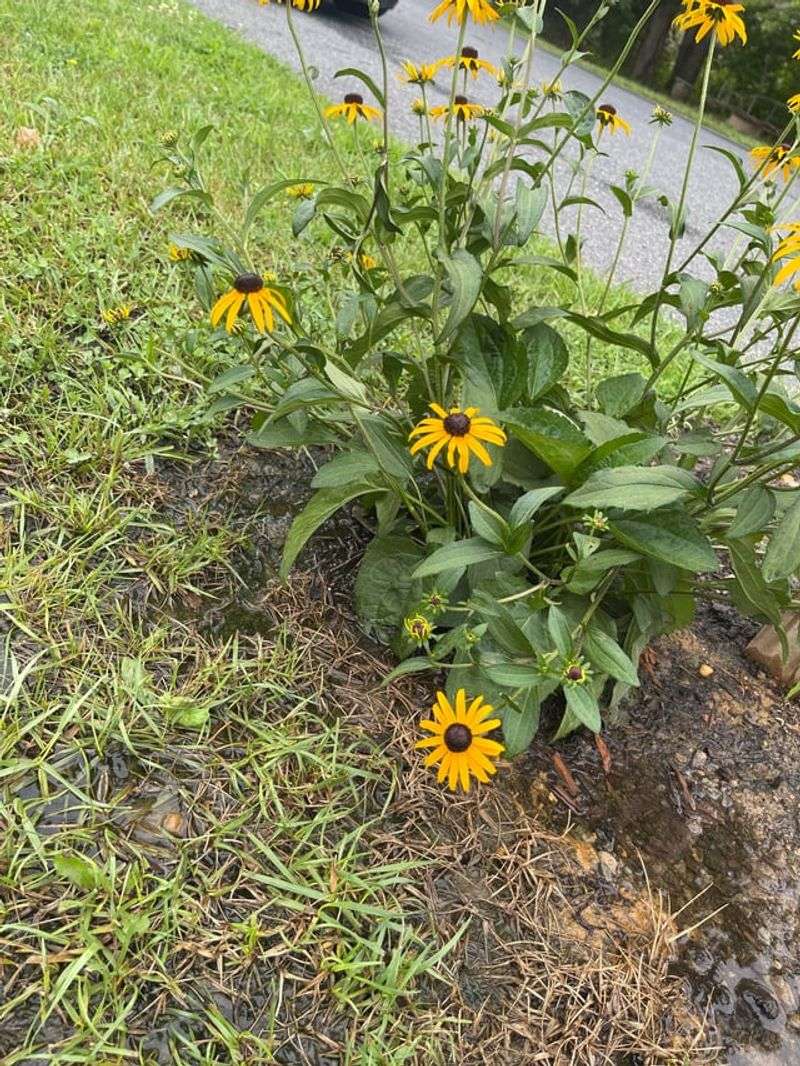 Poor Drainage Can Leave Plants Looking Rough