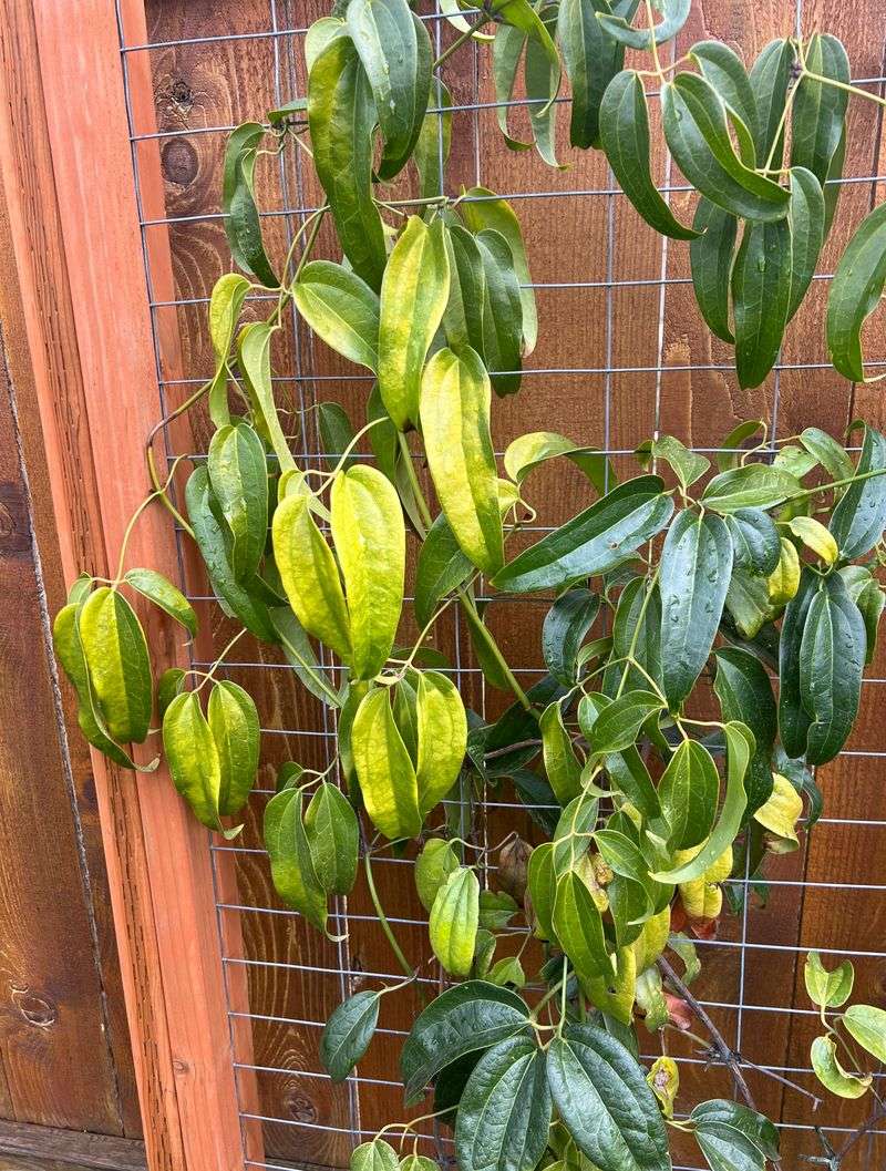 All That Leaf Growth Could Point To A Fertilizer Problem