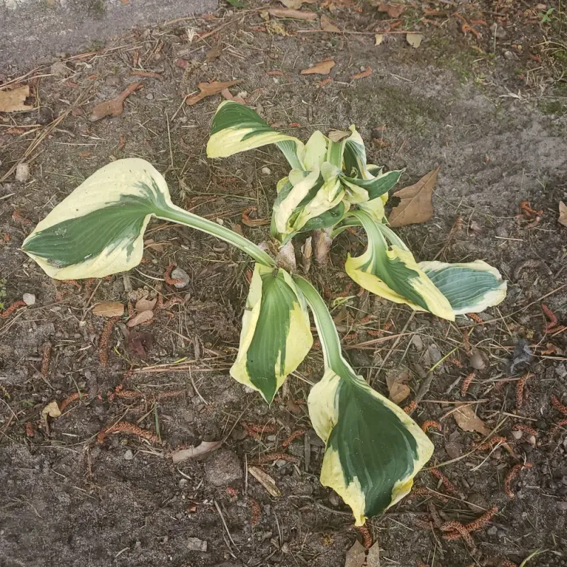 Inconsistent Moisture Limits Healthy Leaf Development