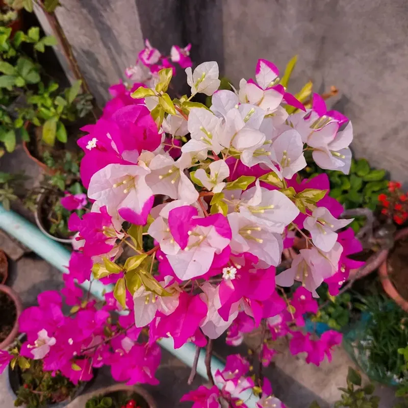 Excess Fertilizer Encourages Leaves Instead Of Flowers