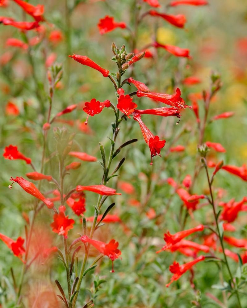 California Fuchsia With Its Fiery Late Season Blooms