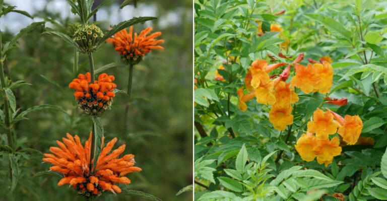 Top 7 Orange Flowering Shrubs In California For Bright Garden Color