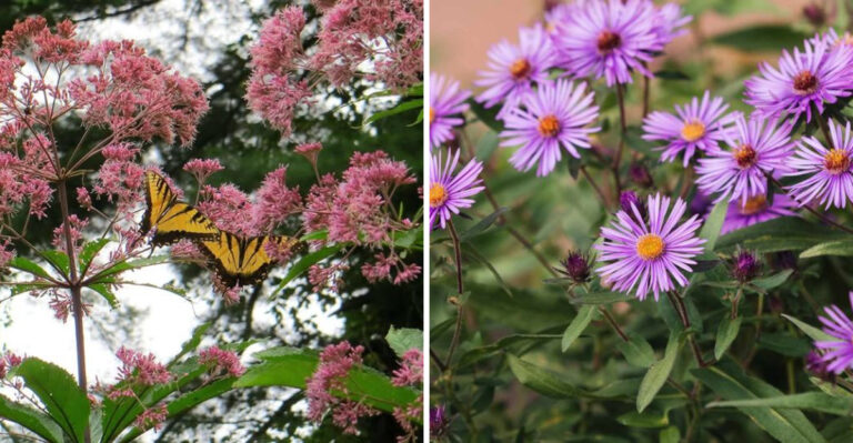 joe-pye weed and new england aster
