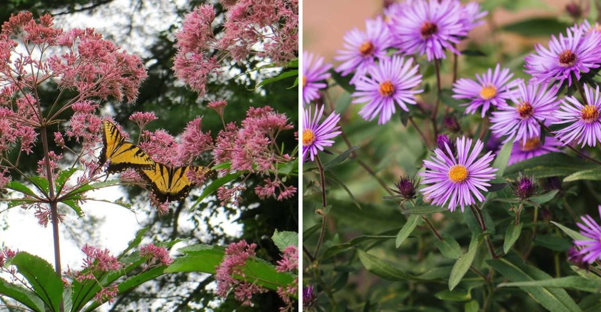 joe-pye weed and new england aster