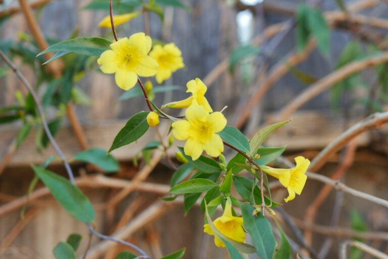 carolina jessamine