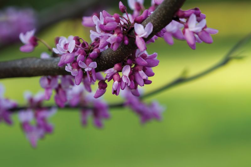Eastern Redbud (Cercis Canadensis)