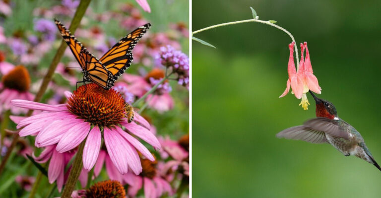 Purple coneflower and wild columbine