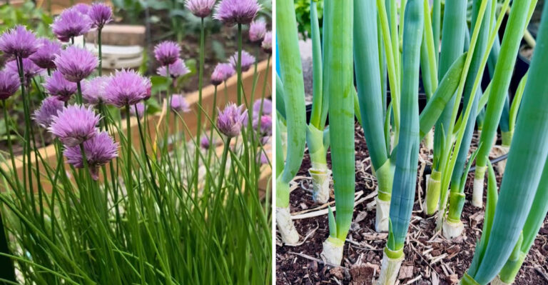 chives and walking onion