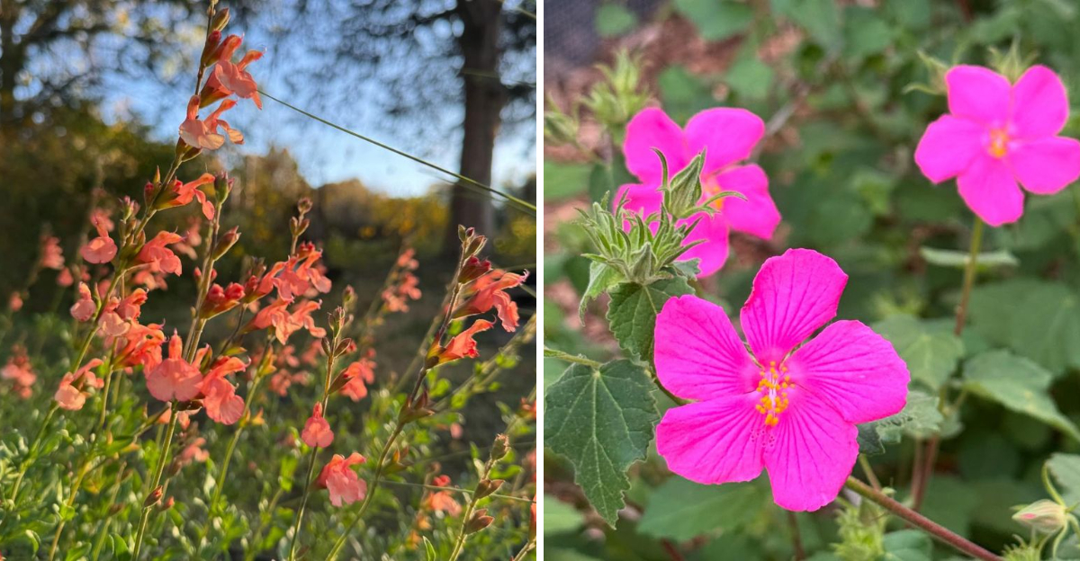 autumn sage and rock rose