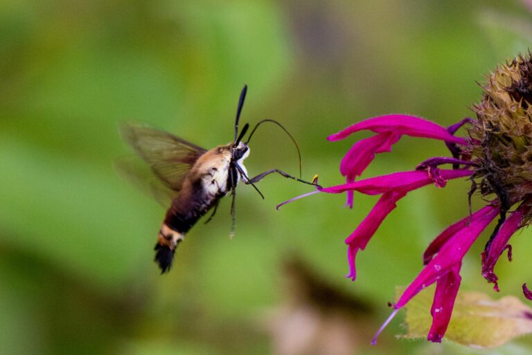 hummingbird hawk moth on bee balm