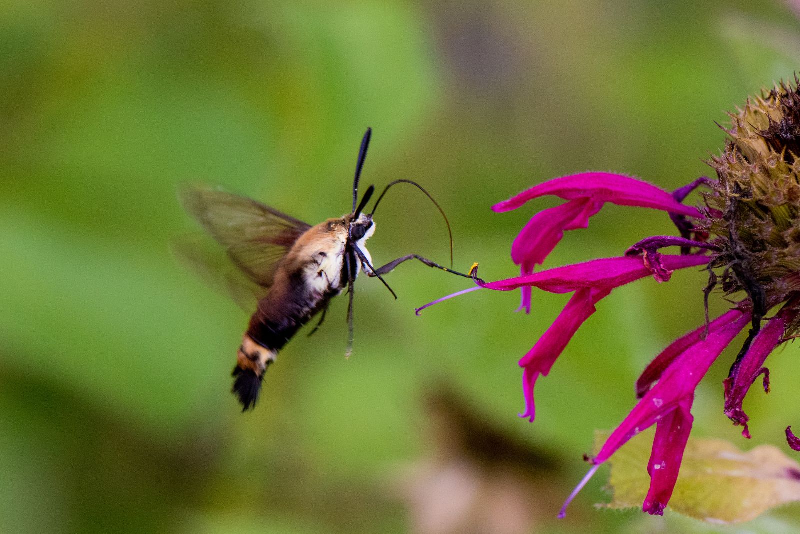hummingbird hawk moth on bee balm