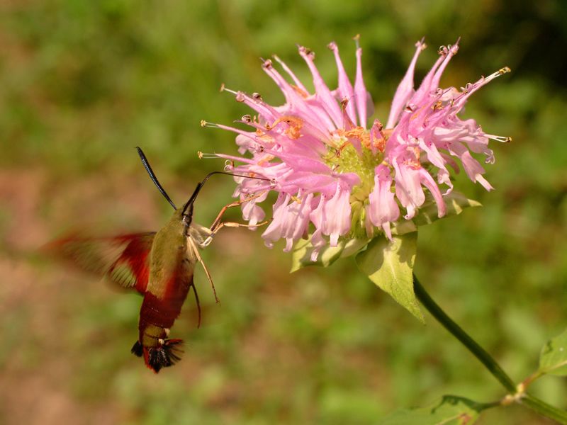 Bee Balm 