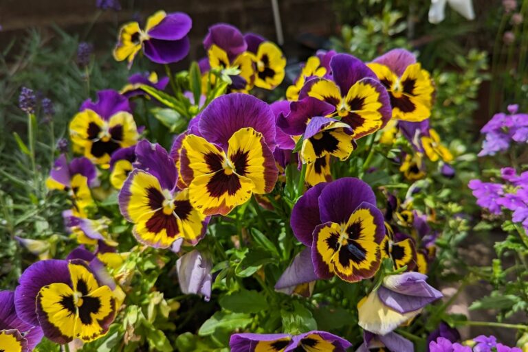 pansies