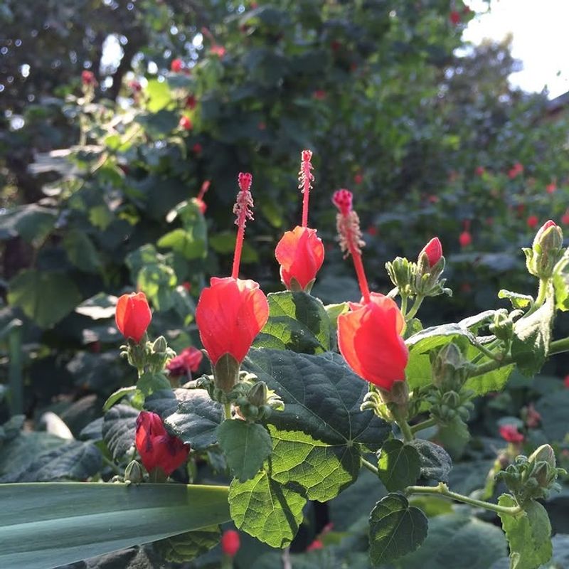 Turk's Cap