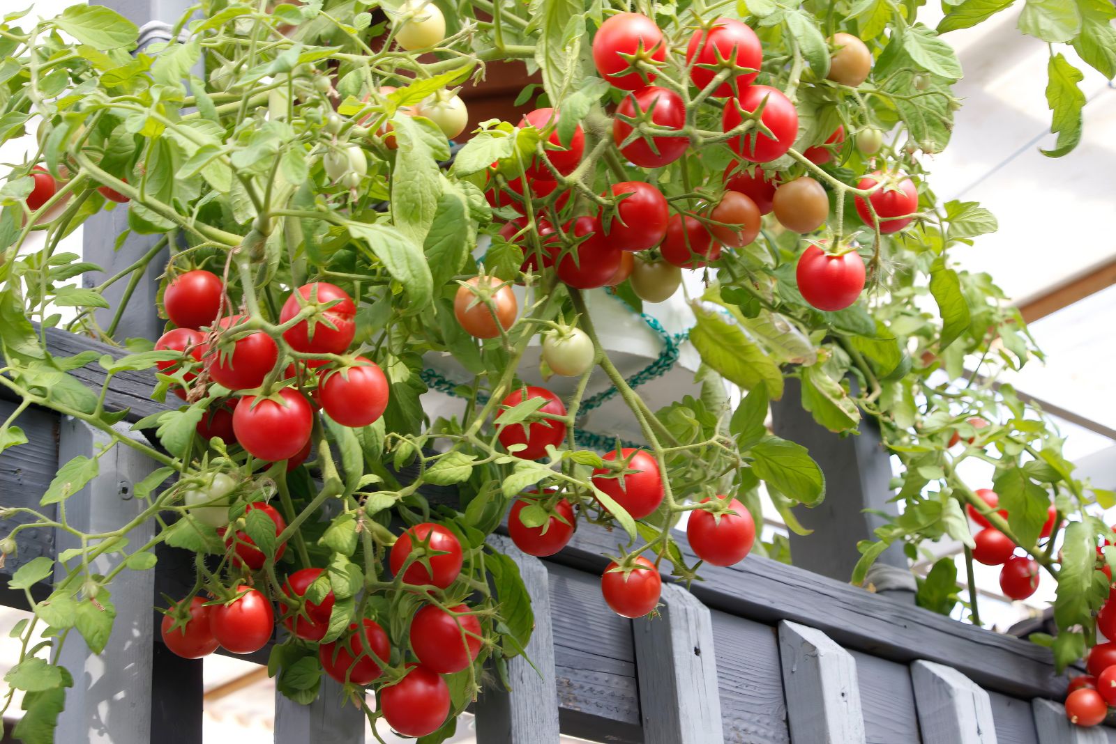 cherry tomatoes in hanging basket
