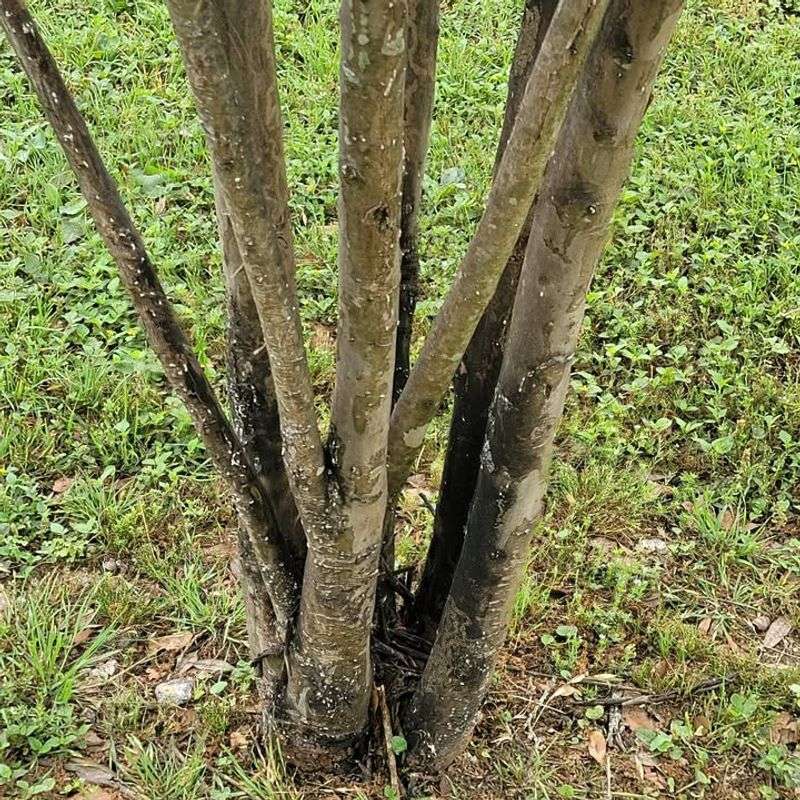 Why Topping Causes Weak, Fast Growth