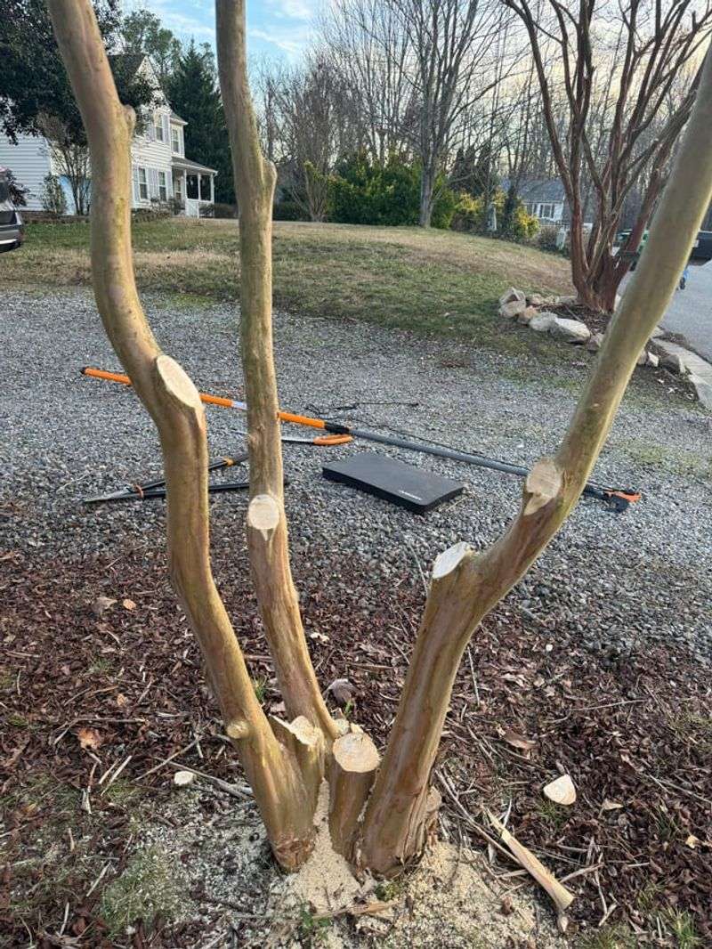 Overpruning Reduces Natural Shape And Flowering