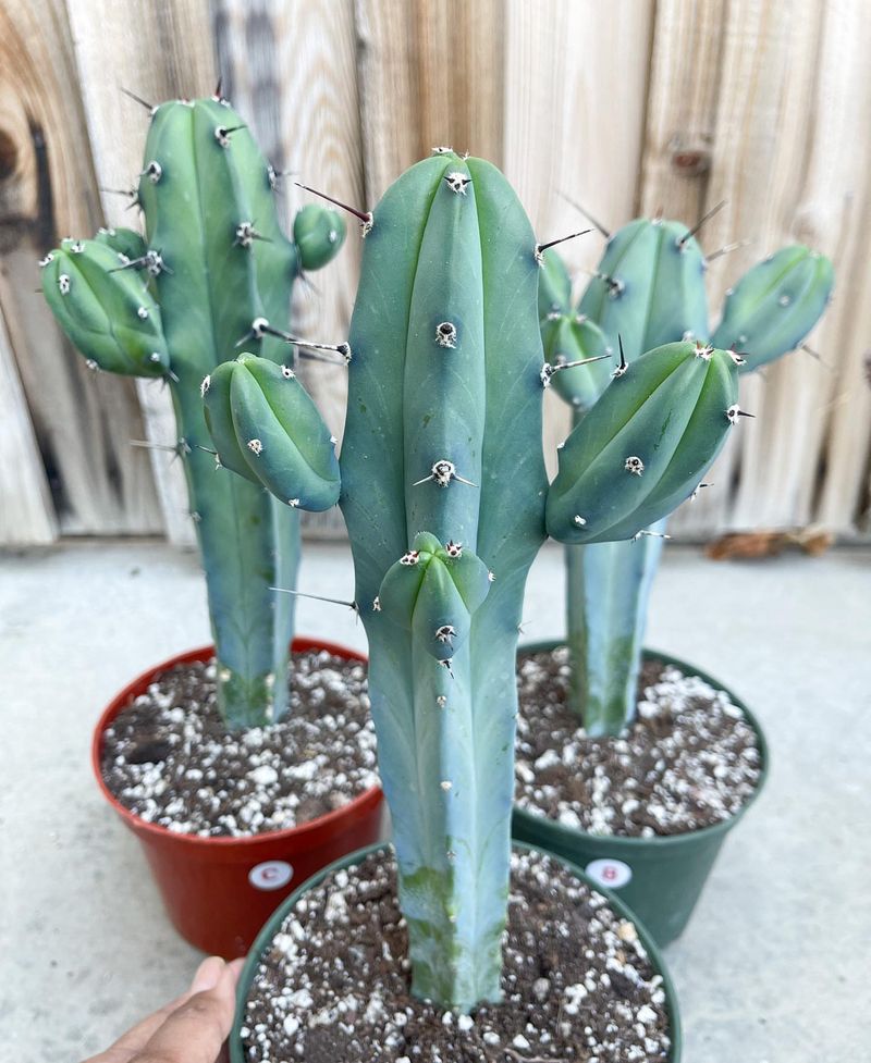 Blue Myrtle Cactus Adds A Cool Blue Tone To Desert Plantings
