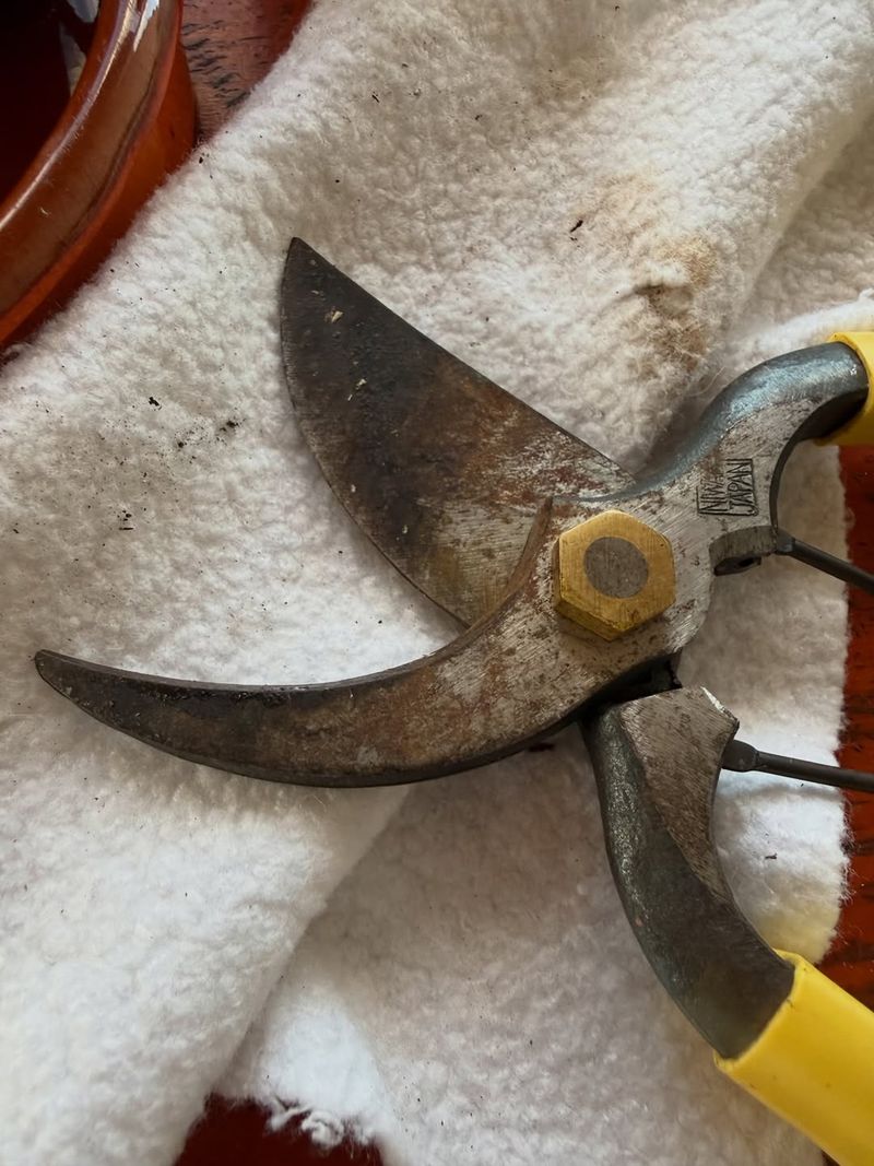 Pruning While Leaves Are Wet Can Introduce Disease Into Fresh Cuts