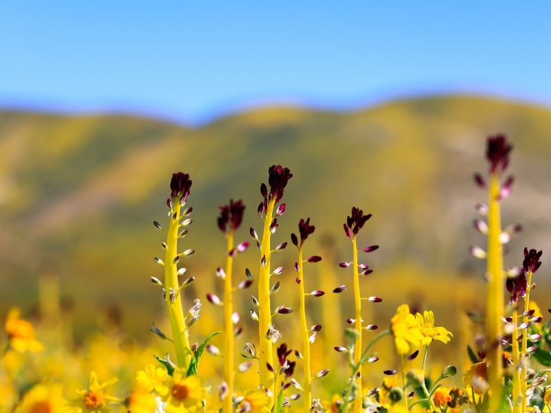 Many Wildflowers Live Fast