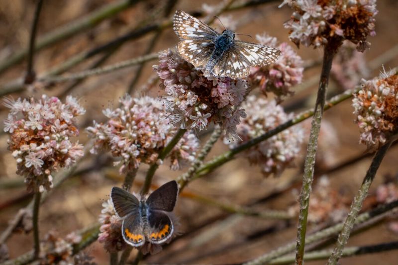 Buckwheat (Eriogonum)