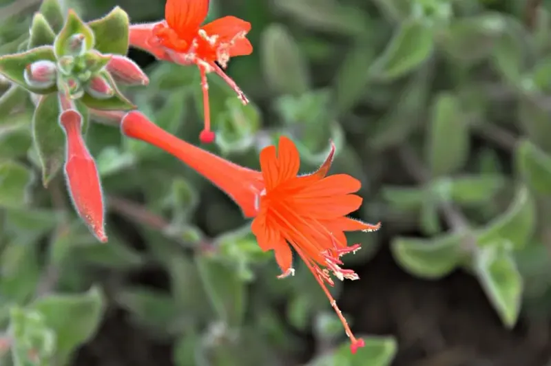 California Fuchsia Sends Out Fresh Green Growth