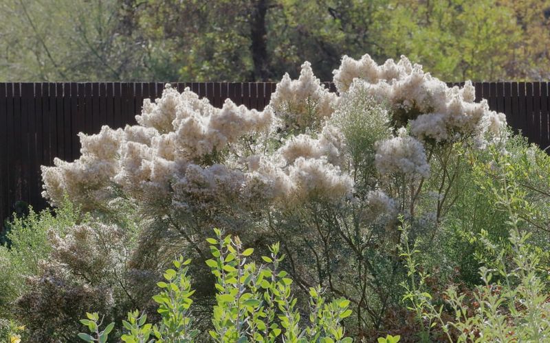 Coyote Brush Fills Space With Minimal Effort