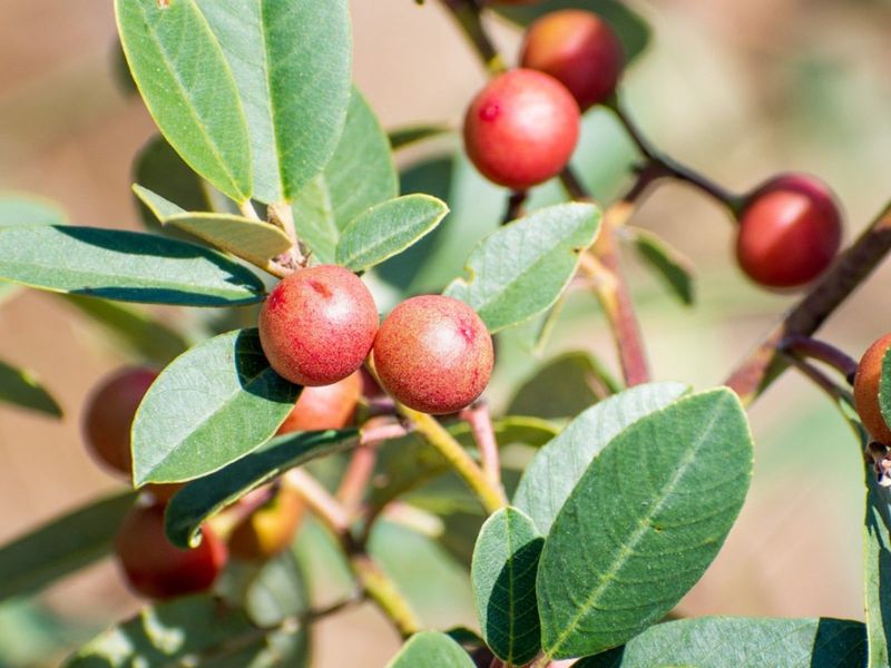 California Coffeeberry Growing Steady Without Extra Feeding