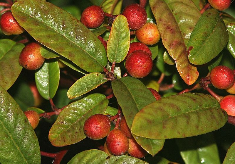 Coffeeberry Grows Well In Sun Or Partial Shade
