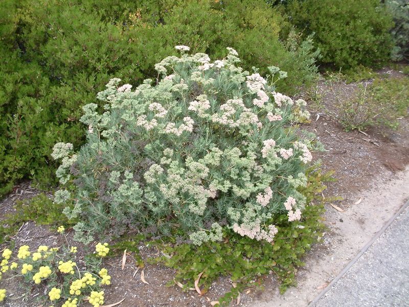 Santa Cruz Island Buckwheat Adds Soft Texture To Dry Beds