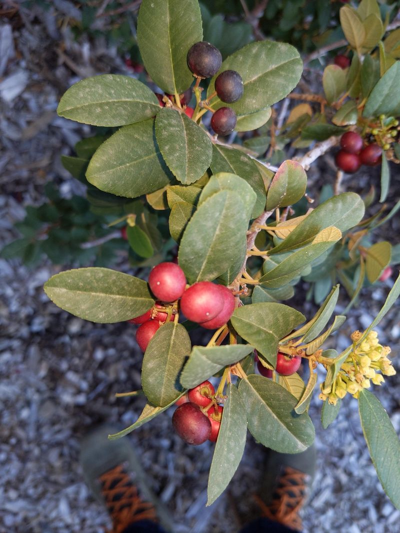 Coffeeberry Forming A Dense Evergreen Screen