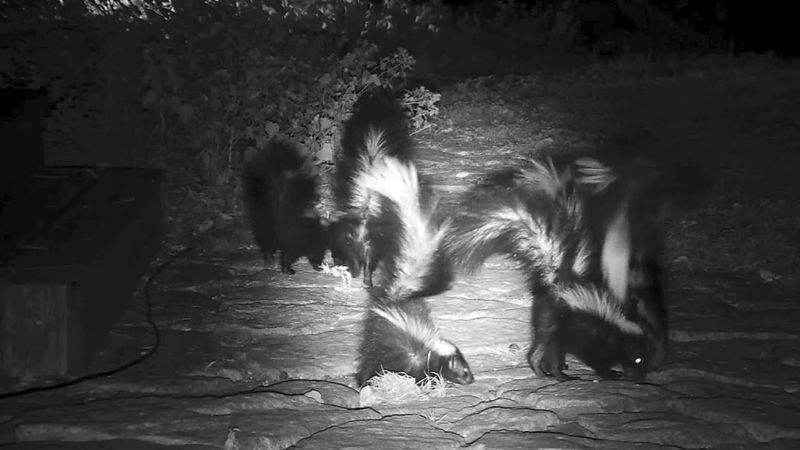 Nighttime Activity Captured On Security Cameras