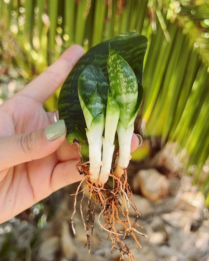 Snake Plant Can Be Propagated From Leaf Sections Snake Plant Can Be Propagated From Leaf Sections