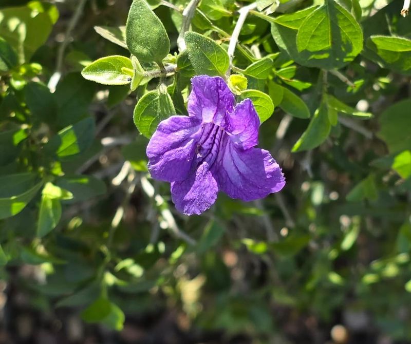 Desert Ruellia Handles Heat Buildup Near Stucco And Stone