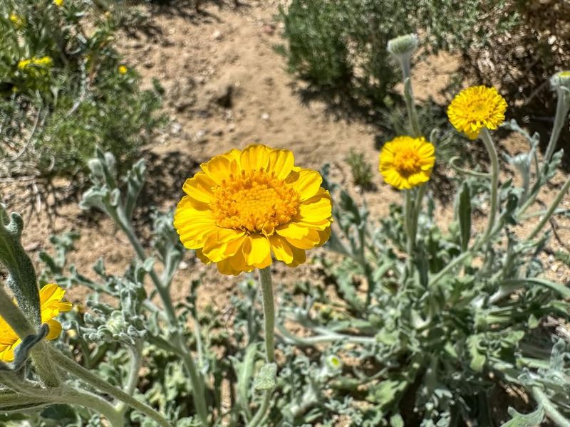 Desert Marigold Reseeds Quickly And Fills Empty Spots