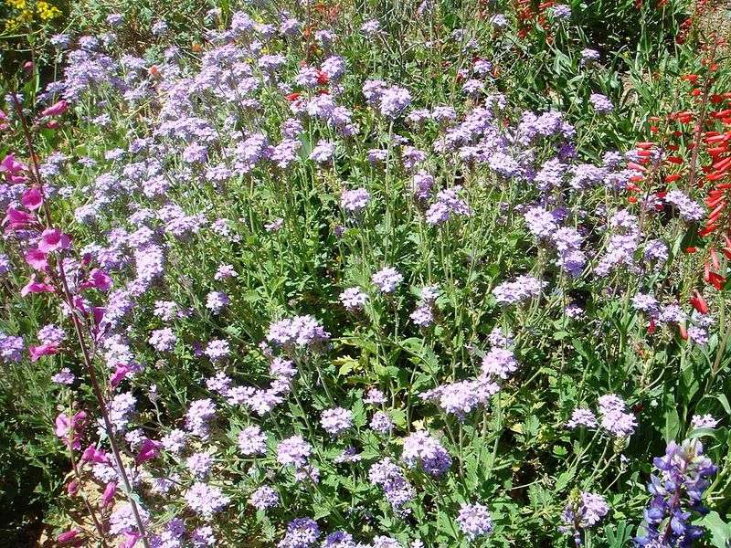 Southwestern Mock Vervain Spreads Easily In Sun