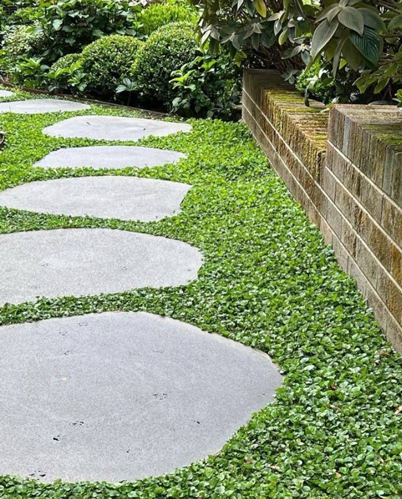 Dichondra Works In Light Shade With Soft Coverage