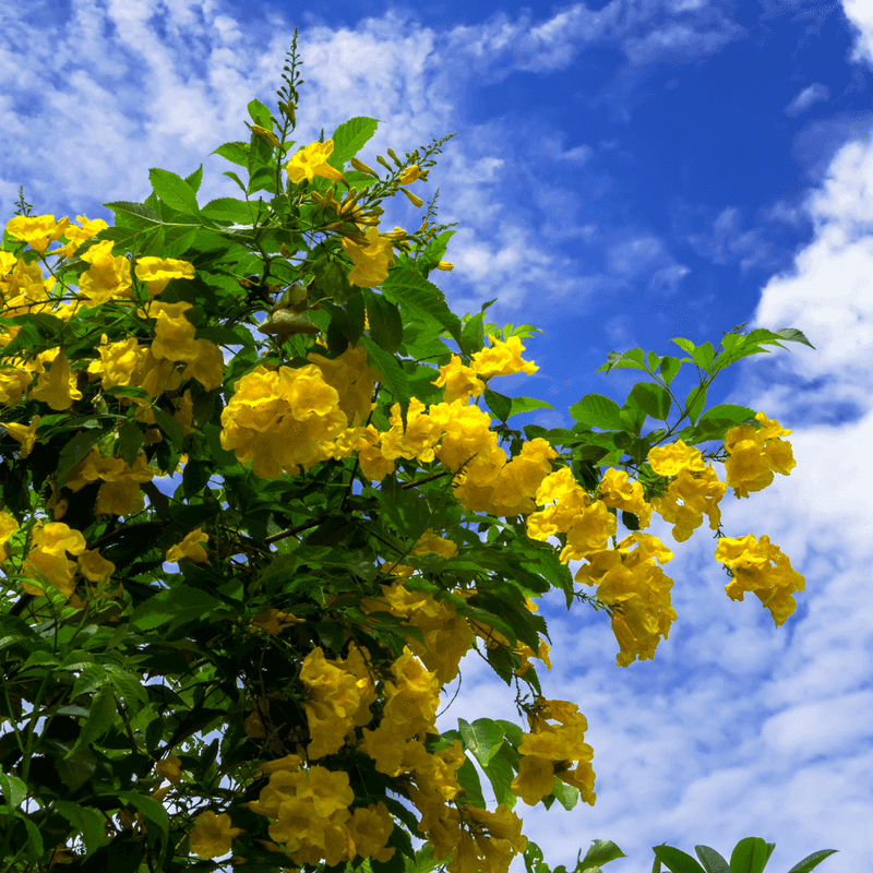 Yellow Bells Fill Arizona Yards With Golden Blooms