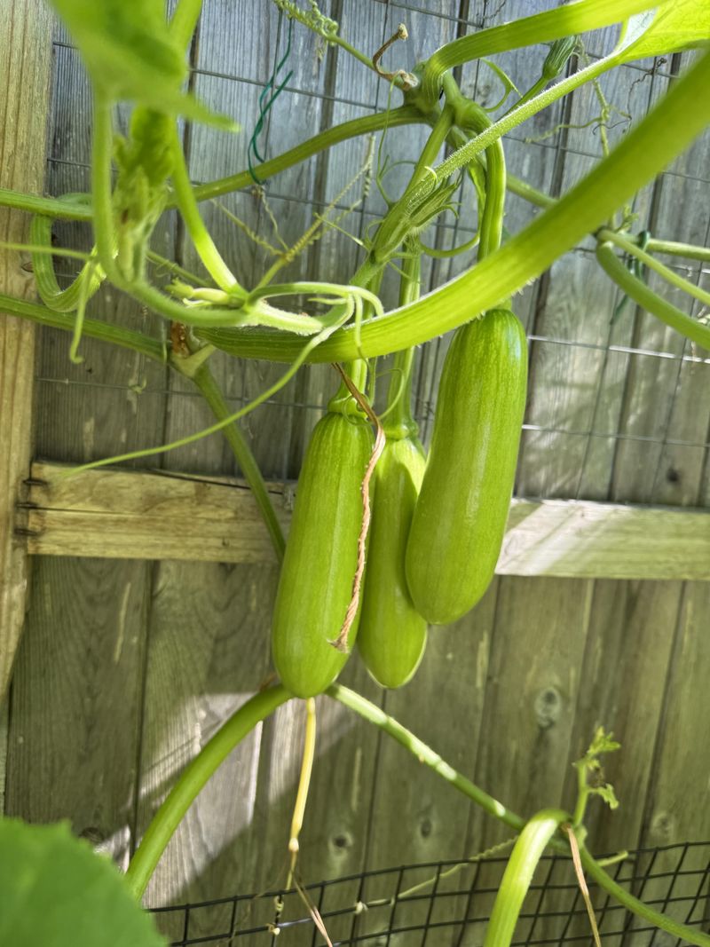 Provide Full Sun And Warm Growing Conditions