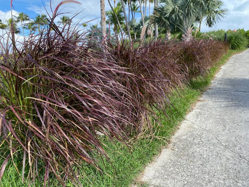 Use Ornamental Grasses To Add Height And Movement