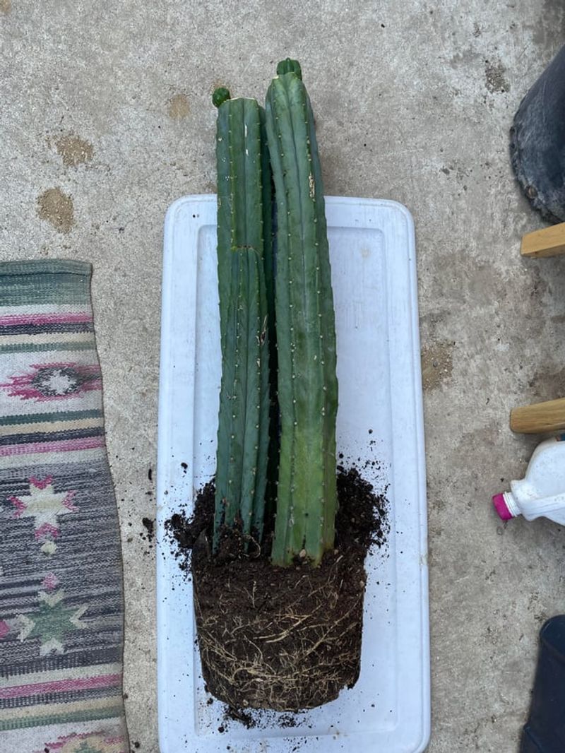 Allow Roots To Callus Before Replanting In Soil