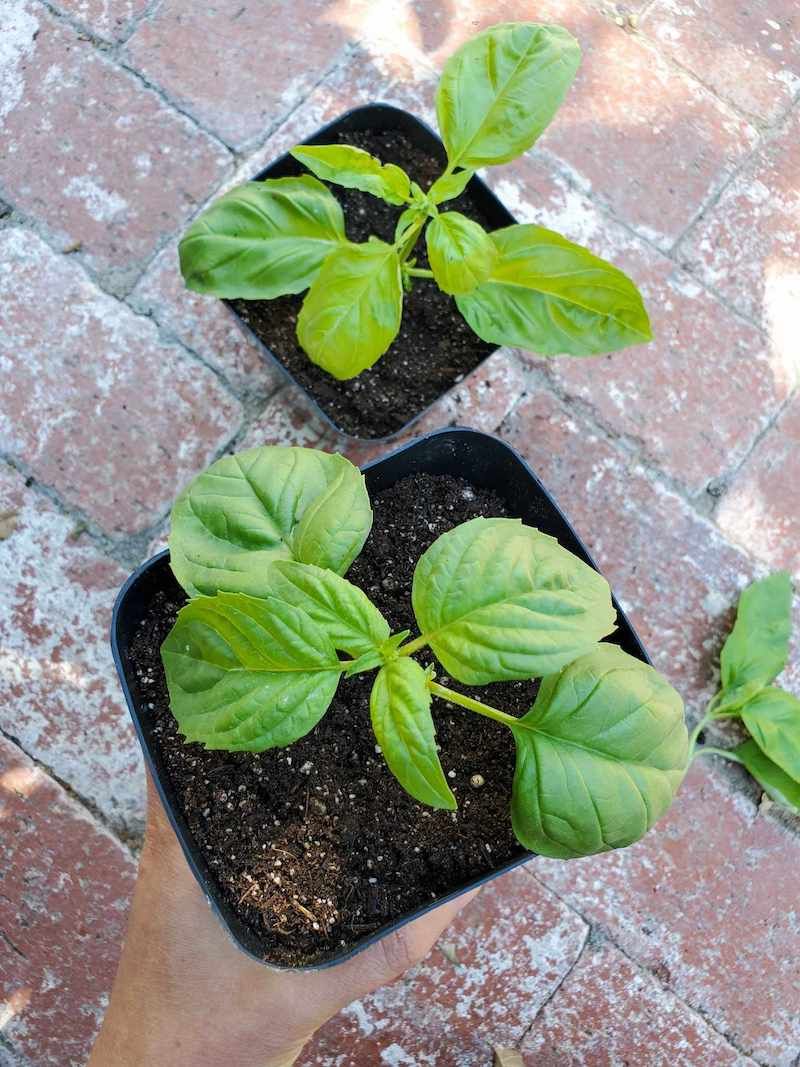 Water Gently After Planting